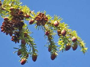 western hemlock cones graphic